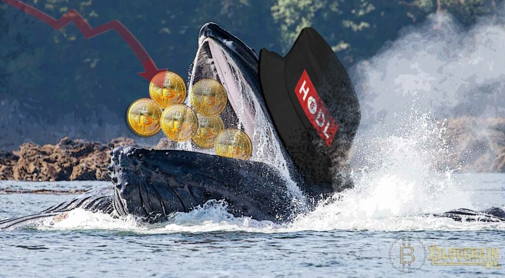 bitcoin whale